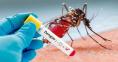Dengue claims 2 lives, 22 hospitalised in 24hrs