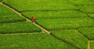 Agriculture sector gets TK 17,000 cr subsidy in proposed national budget