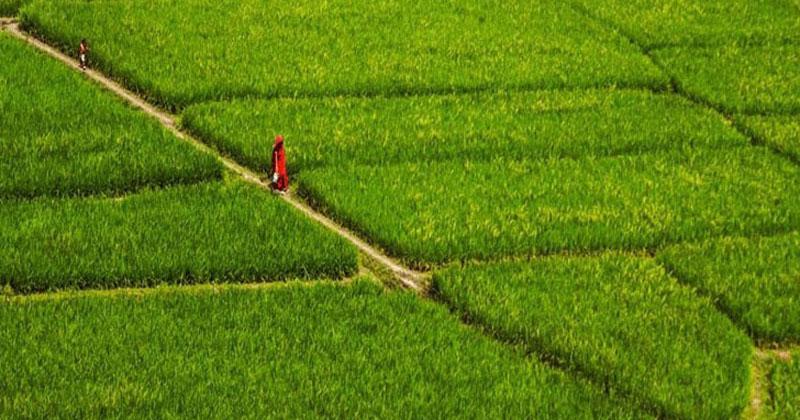 Agriculture sector gets TK 17,000 cr subsidy in proposed national budget