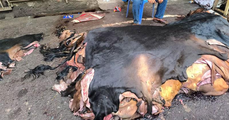চামড়া নিয়ে এবারও হতাশা, দাম ওঠেনি হাজারও